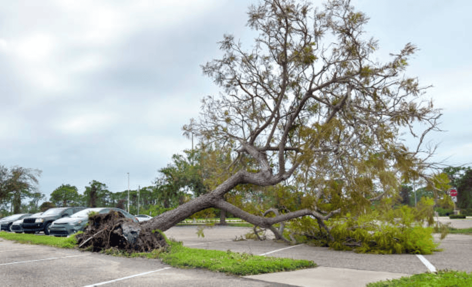 Step by Step: What You Need to Know Before Moving a Large Tree How to Move a Large Tree 